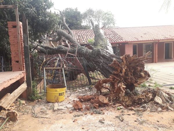 Caída de árbol destruyó parte de la infraestructura de una escuela - Nacionales - ABC Color