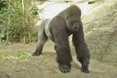 Un gorila ataca a una cuidadora en un zoo en Madrid