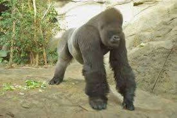 Un gorila ataca a una cuidadora en un zoo en Madrid