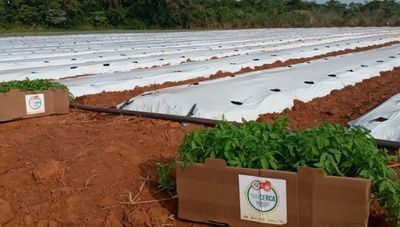 Buscan potenciar producción hortícola con nuevas tecnologías aplicadas en sistemas de cultivo