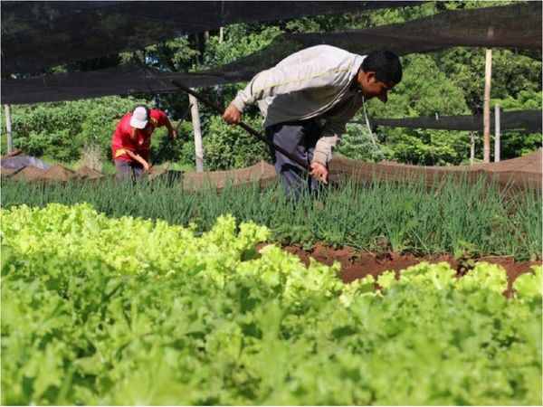 Recorte presupuestario del MAG impactará en agricultura familiar