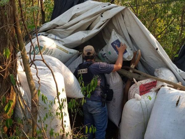 Incautan más de 2 toneladas de marihuana en Caaguazú