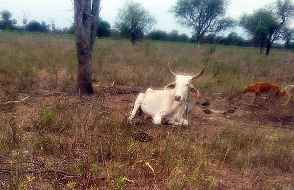 Predicciones meteorológicas causan pánico a los productores del Chaco - Nacionales - ABC Color