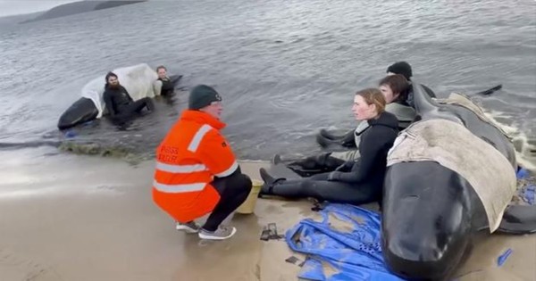 Australia lleva mar adentro cadáveres de ballenas varadas en isla de Tasmania » Ñanduti