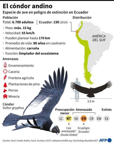 Una pareja entregada a su nido, la carta de salvación de los cóndores andinos - Ciencia - ABC Color
