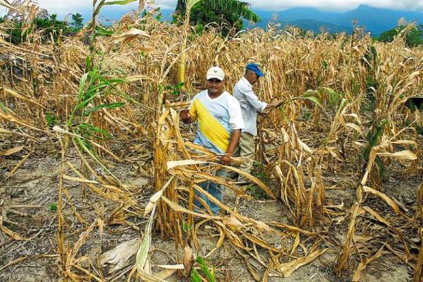 Agricultores esperan reactivar la economía en 2021 pese a la crisis y la sequía