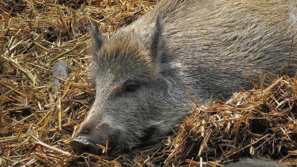 Sigue en ascenso el número de jabalíes con peste porcina africana en Alemania