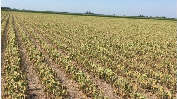 Sequía comienza a azotar fuerte a la agricultura y jaquea a ganadería - ADN Paraguayo
