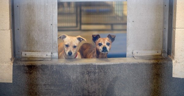 La Nación / Perros en departamentos necesitan espacio propio, afirma veterinaria