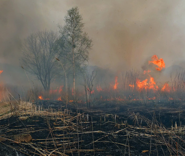 Incendio consumió viviendas y mató animales en Gral. Bruguez, Chaco