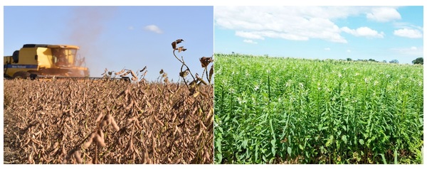 Productores de soja y sésamo son los más preocupados ante sequía