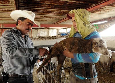 México señala un 55 % de territorio como libre de rabia en especies ganaderas - MarketData