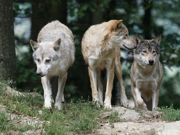 Suiza opta en referéndum por no permitir la caza de lobos