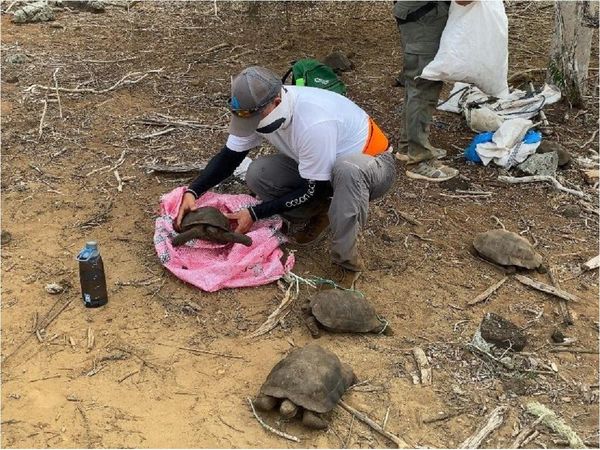 Cerca de 40 tortugas de San Cristóbal regresan a su hábitat en Galápagos