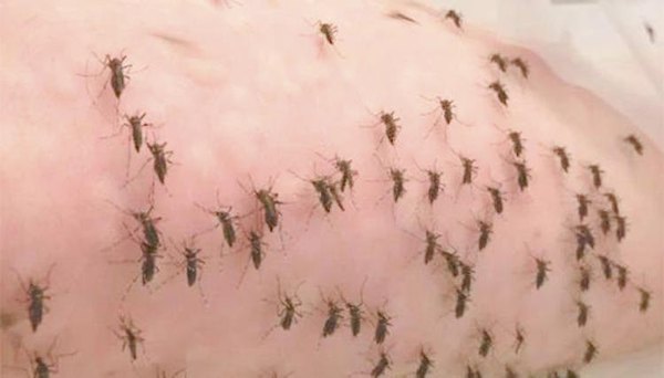 Crónica / Se ofrece de “alimento” a 5 mil ñati’û por día