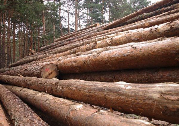 Paraguay podrá exportar madera exótica
