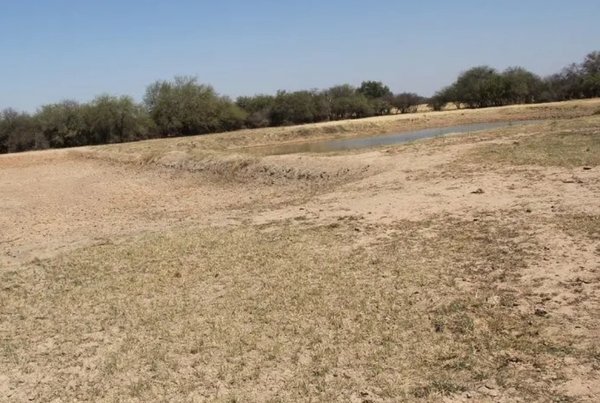 Pastura y reservas de agua se agotan en el Chaco Central · Radio Monumental 1080 AM