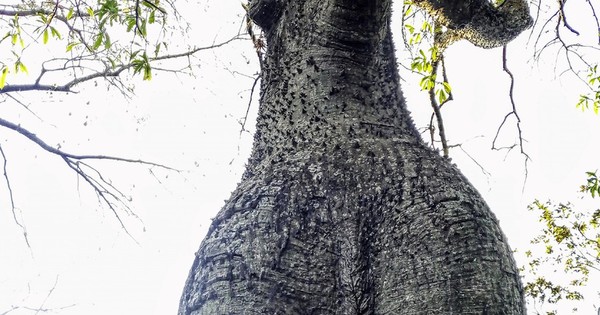 La Nación / Un samu’û de 80 años fue el ganador de “Colosos de la Tierra”