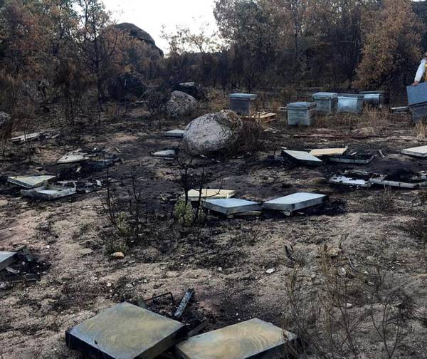 Festejó campeonato de Cerro Porteño con petardos y ocasionó incendio