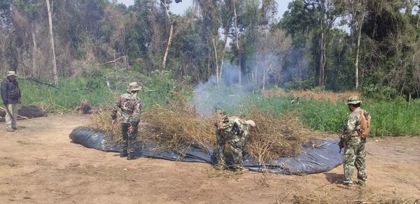 SENAD anuló más de 9 toneladas de marihuana en Alto Paraná