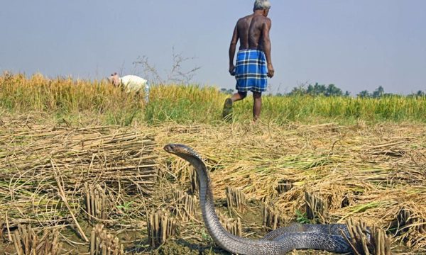 Serpiente muerde a dos peones de estancia y los deja en grave estado