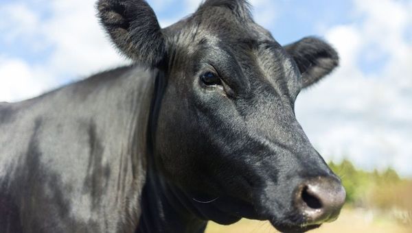 La raza Angus atraviesa un buen momento con una interesante demanda interna y externa de su carne premium