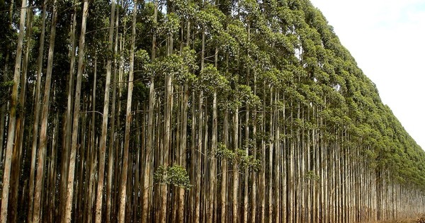 La Nación / Invasiones de tierras ahuyentan inversiones para el Paraguay, afirman