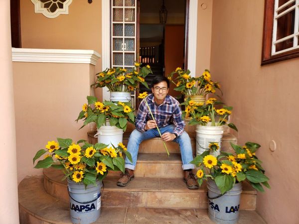 Venta de girasoles, negocio que chulea a la pandemia