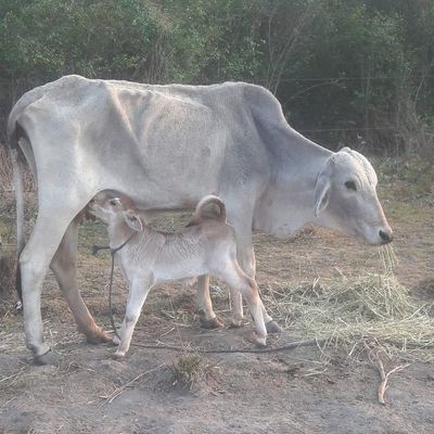 Sequía genera estragos al sector pecuario de Ñeembucú - Nacionales - ABC Color