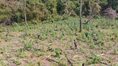 Destruyen plantaciones de supuesta marihuana en el departamento del Caaguazú – Prensa 5