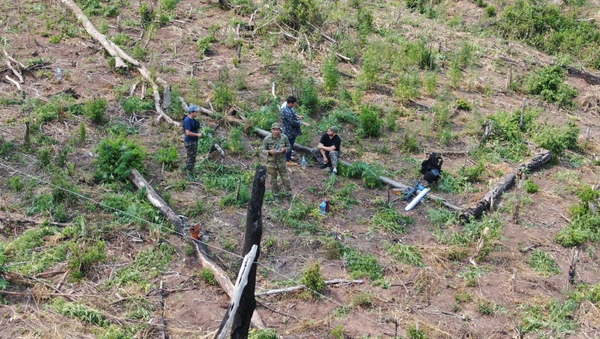Destruyen 18 toneladas de marihuana en San Joaquín - Noticiero Paraguay