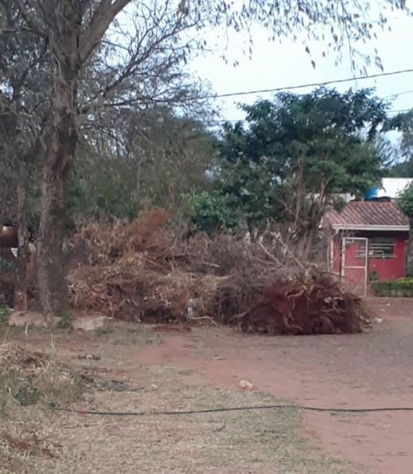 Hacen empedrado, pero dejan árbol derribado en plena calle » San Lorenzo PY