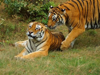 ONG denuncian las exportaciones de tigres desde la UE