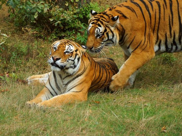ONG denuncian las exportaciones de tigres desde la UE
