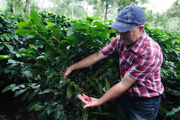 Ingresos por exportaciones de café hondureño caen 5,3 % al cierre de cosecha - MarketData