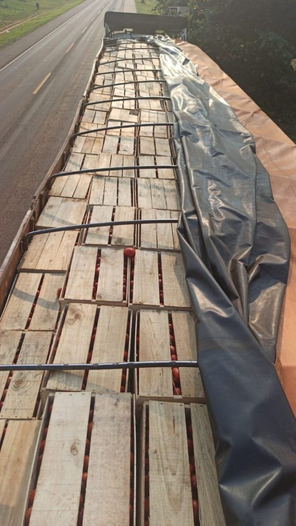 Decomisan 30 toneladas de tomadas en operativo en San Pedro » Ñanduti