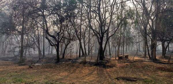 Areguá: Más de la mitad de las hectáreas del cerro Kõi fueron afectadas por incendio - Ancho Perfil - ABC Color