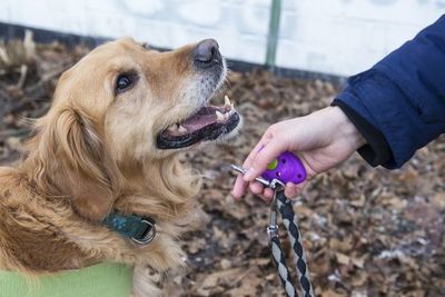 Nueva fórmula para calcular la edad del perro en años humanos - Mascotas - ABC Color