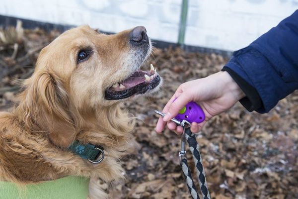 Nueva fórmula para calcular la edad del perro en años humanos - Mascotas - ABC Color