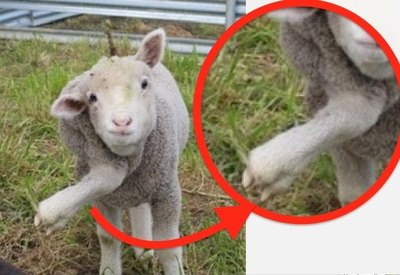 Crónica / Corderito causa furor con sus ¡cinco patas!