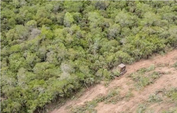 Autos de lujo usan cuero derivado de la deforestación de tierras ancestrales