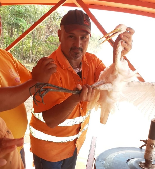 Funcionarios del MOPC salvan la vida de una sedienta garza blanca