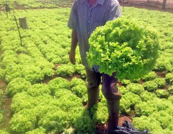 Don Camilo Vera, muestra cómo se puede vivir cultivando y vendiendo lechugas sanas – Diario TNPRESS