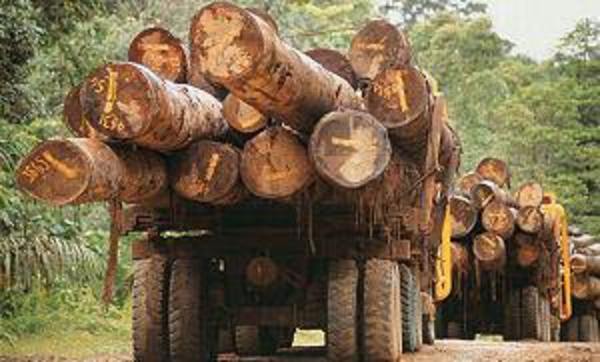 Fepama condena invasión y hostigamiento permanente de grupo campesino a industria forestal en Alto Paraná