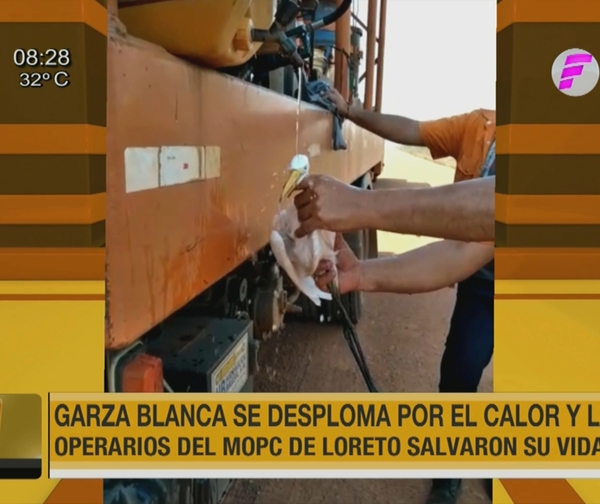 Salvan a garza blanca que se desplomó por intenso calor