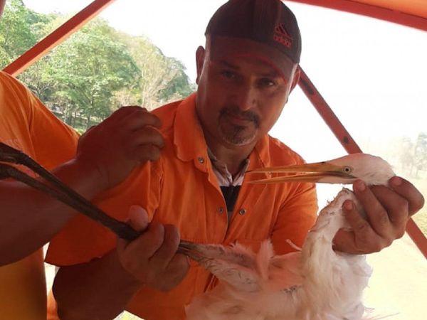 Una garza se desploma por el calor y trabajadores la rescatan