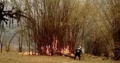 Reportan principio de incendio en el Jardín Botánico de Asunción