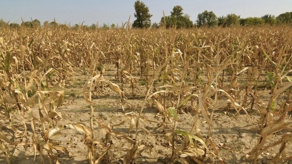 Prevén una falta de alimentos si el Estado no ayuda