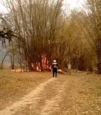 Llamas consumen tacuaral en el Jardín Botánico de Asunción - Nacionales - ABC Color