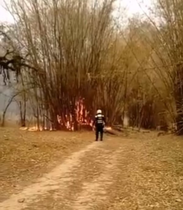 Llamas consumen tacuaral en el Jardín Botánico de Asunción - Nacionales - ABC Color